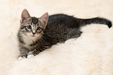 Cute gray tabby kitten lies on a fluffy cream fur blanket, copy space