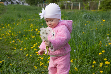 a little girl in a pink suit holds white dandelions against a green glade with yellow dandelions