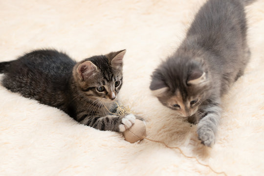 Two cute kittens playing a toy on a rope on a cream fluffy fur blanket