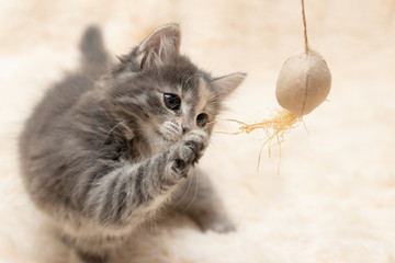 Gray kitten plays on a fur blanket with a toy on a rope, copy space © Галина Сандалова