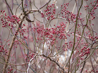 berries