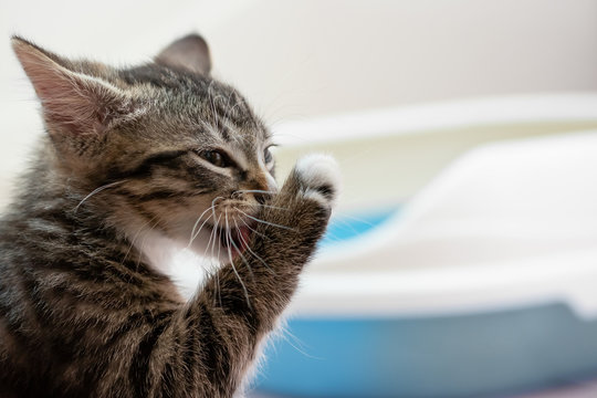 A cute tabby kitten washes his paw after visiting his litter box. Cleanliness and Hygiene Cat Concept