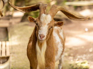 Closeup on goat on the farm