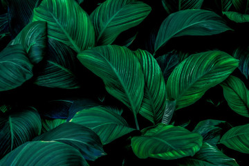 Cannifolium spathiphyllum's leaf Dark green texture, abstract, nature background, tropical leaf that is hard to disappear