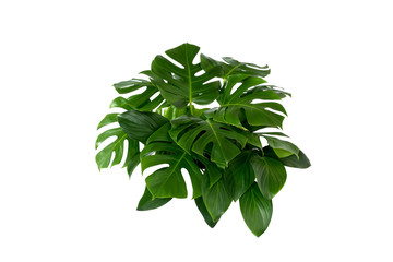Obraz na płótnie Canvas Green leaves of tropical plants bush (Monstera, palm, rubber plant, pine, bird’s nest fern) floral arrangement indoors garden nature backdrop isolated on white background thailand, clipping path inclu