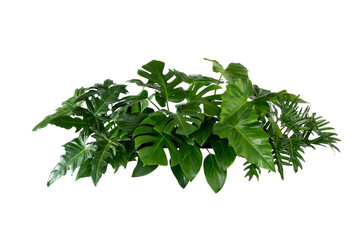 Obraz na płótnie Canvas Green leaves of tropical plants bush (Monstera, palm, rubber plant, pine, bird’s nest fern) floral arrangement indoors garden nature backdrop isolated on white background thailand, clipping path inclu