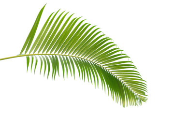 Beautiful green palm leaf isolated on white background with clipping path for design elements, tropical leaf, summer background