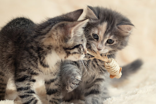 Two cute kittens playing a toy on a cream fluffy fur blanket