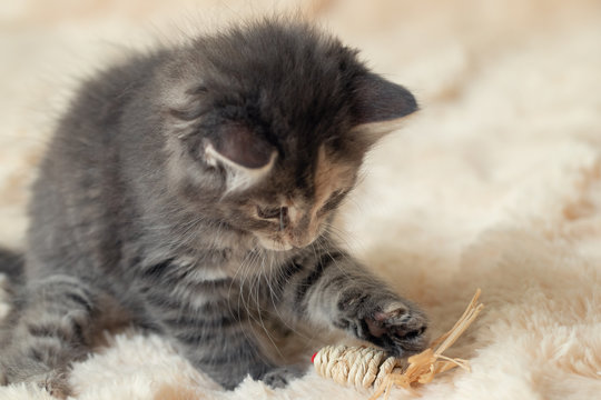 Gray kitten plays on a fur blanket with a toy, copy space