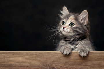 Beautiful gray female kitten rests its paws on a wooden board. Blank for advertisement or announcement with copy space - obrazy, fototapety, plakaty