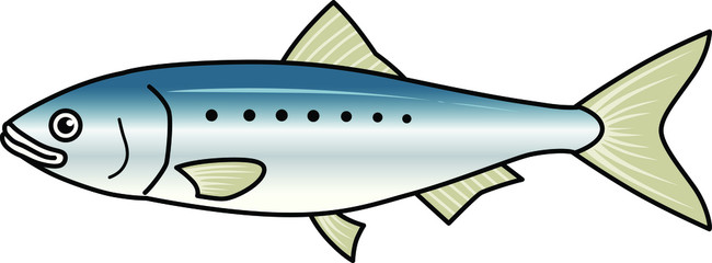 魚のイラストーイワシ