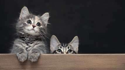 Two cute gray striped kittens rest their paws on a wooden board. Blank for advertisement or announcement with copy space - obrazy, fototapety, plakaty
