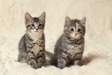 Two cute kittens on a cream fluffy fur blanket