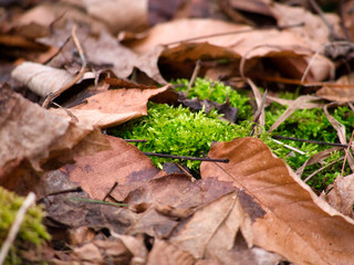 moss and leaves