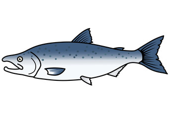 魚のイラストーサケ