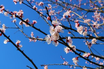 梅の花　春　青空　渡良瀬　栃木