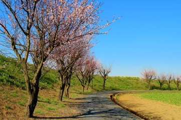 Obraz premium 春 梅 青空 渡良瀬 道 風景 栃木県