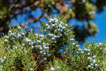juniper berries tree, spring, nature, flower, blossom, white, plant, sky, green, flowers, branch, garden, blue, flora, bloom, cherry, beauty, apple, leaf, summer, blooming, beautiful, season, leaves, 
