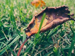 autumn leaves on grass