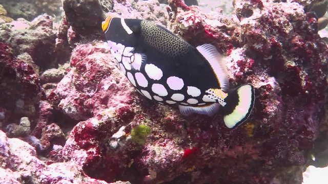 Clown triggerfish Living along the coral reef