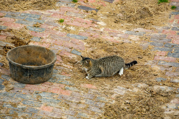 Mackerel Tabby, cat on the prowl	