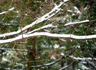 雪景色