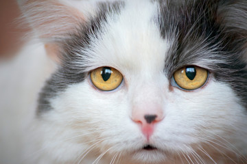 a close portrait of a sad old cat with big tired yellow eyes