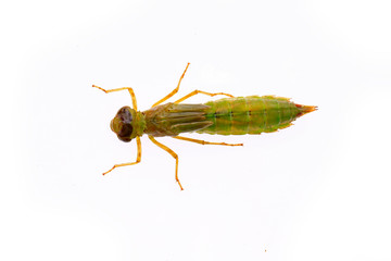 Dragonfly larvae, and on a white background