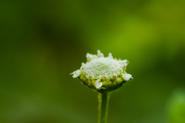 Congress white flower with green background 