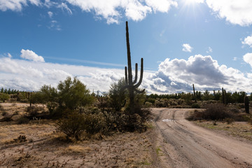 Various cactus and desert plants landscape scenery in Arizona Sonoran desert.