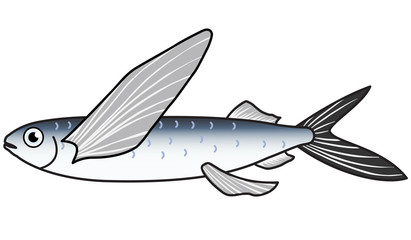 魚のイラストートビウオ