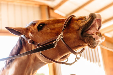horse