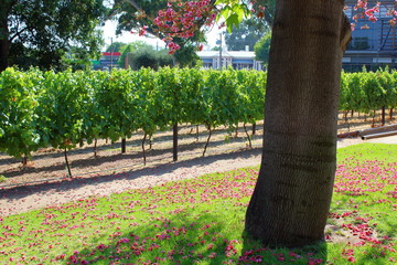 vines in summer