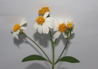 White daisy form garden in my behind house