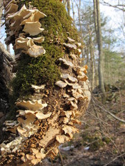 Moss and white shell mushrooms growing on a dead tree trunk in the forest