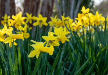 Obraz premium Bright yellow daffodils in full bloom on a sunny day in the garden