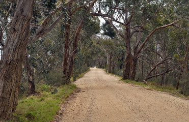 bush dirt road track in Victoria Australia
