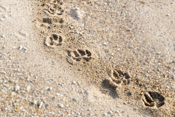animal footprints in the sand