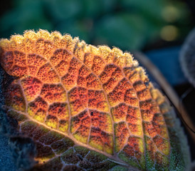 leaf close up with back lit