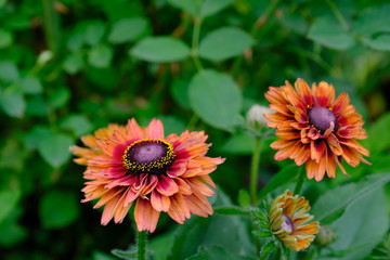 オレンジの花＿ガザニア＿花言葉＿あなたを誇りに思う