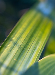 Green leaves  close up