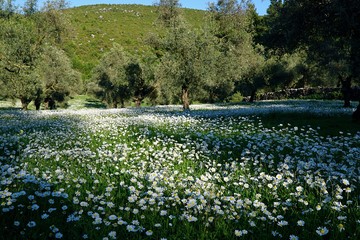 Spiring 2020: Prairie Covered by Daisies