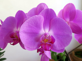 purple orchid flowers against white background