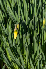 Daffodils in bud getting ready to bloom in the garden, as a nature background