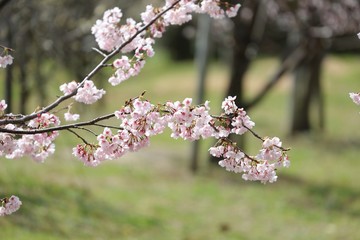 桜　サクラ　さくら