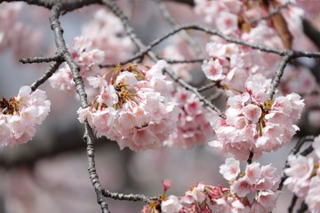 桜　サクラ　さくら