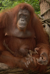 Female Orangutan with baby
