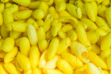 Silkworm cocoons background