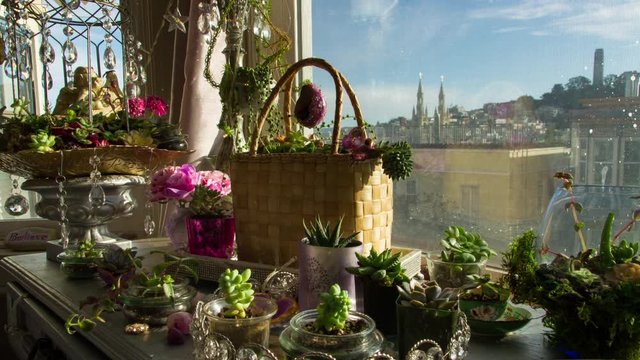 Growing indoor succulent garden in a window with panoramic city view