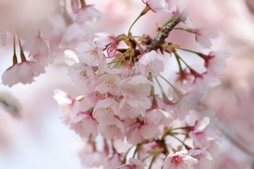 桜　サクラ　さくら